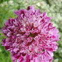 Scabiosa atropurpurea 'Qis' bleu fonce